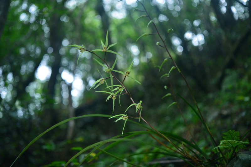 Cymbidium kanran photo 3