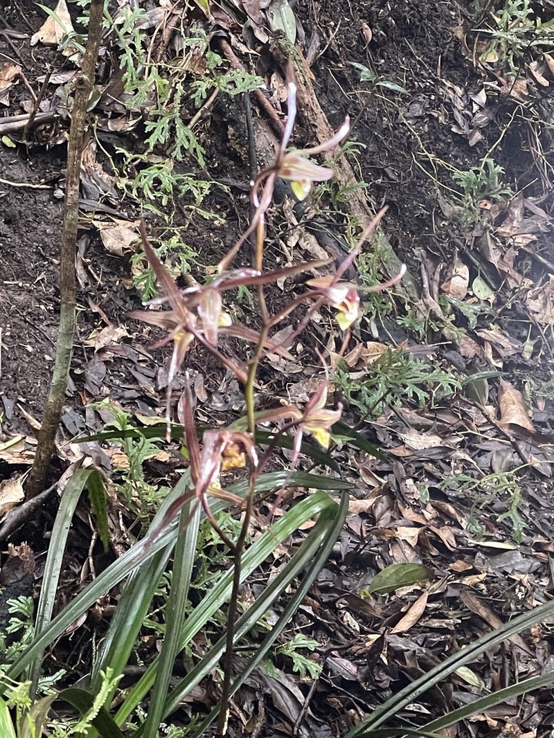 Cymbidium kanran photo 5