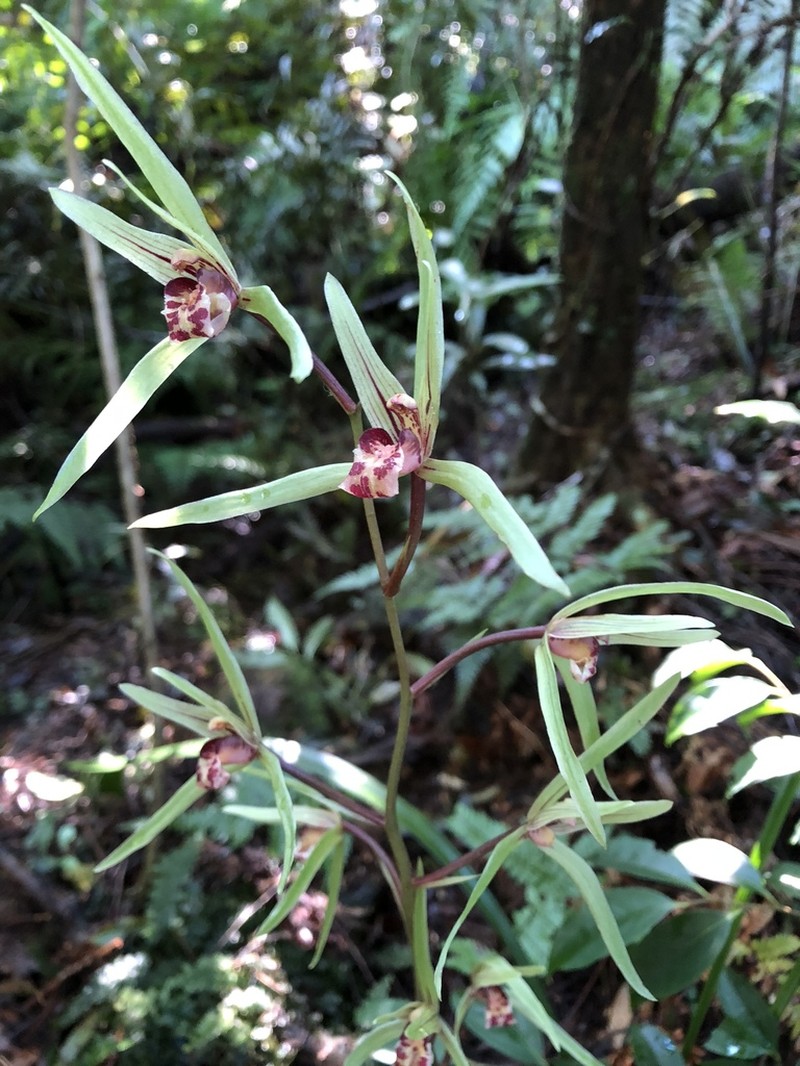 Cymbidium kanran photo 6