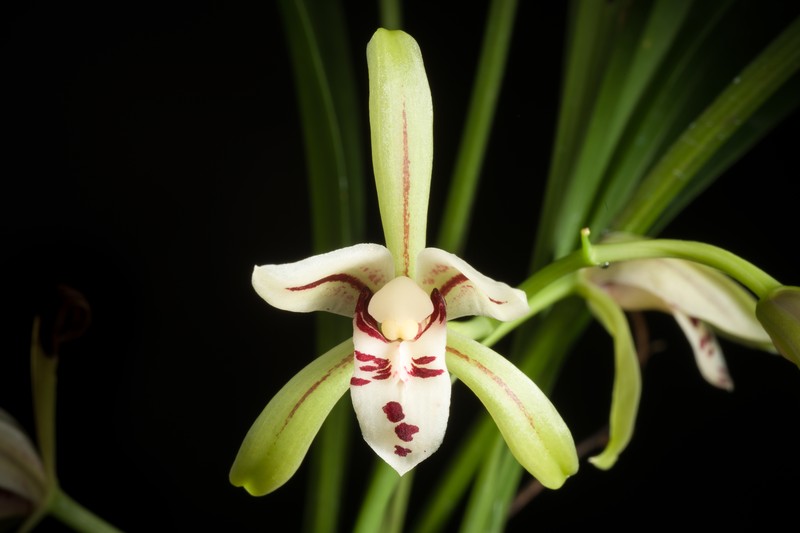 Cymbidium lancifolium
