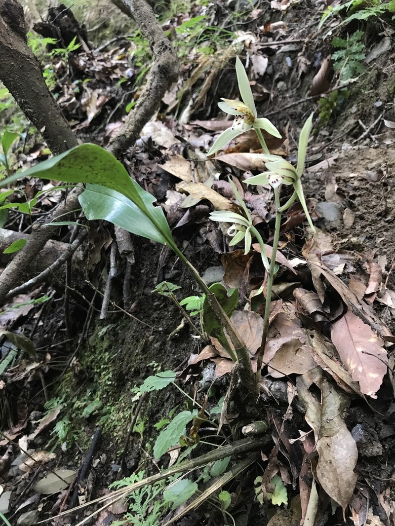 Cymbidium lancifolium photo 2
