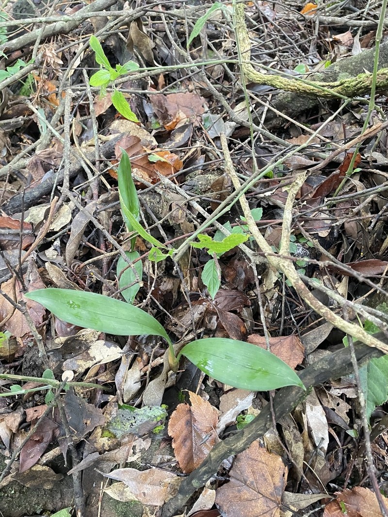 Cymbidium lancifolium photo 3