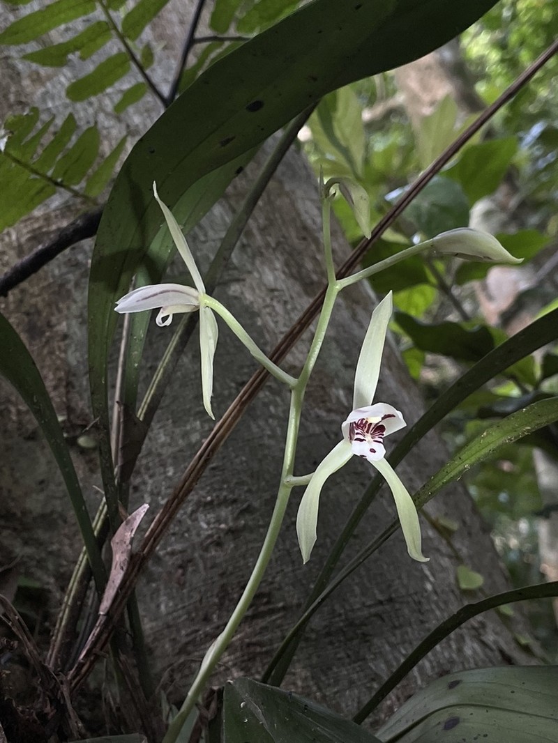 Cymbidium lancifolium photo 4