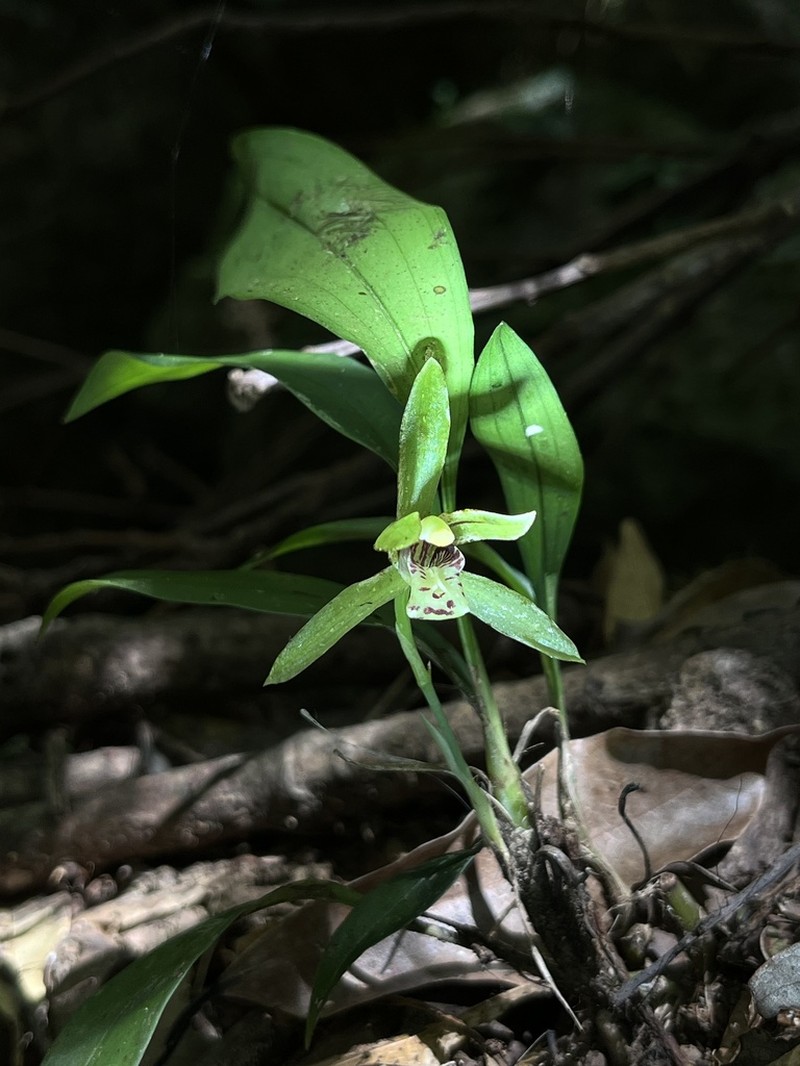 Cymbidium lancifolium photo 5