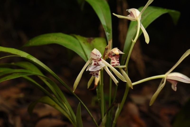 Cymbidium lancifolium photo 6