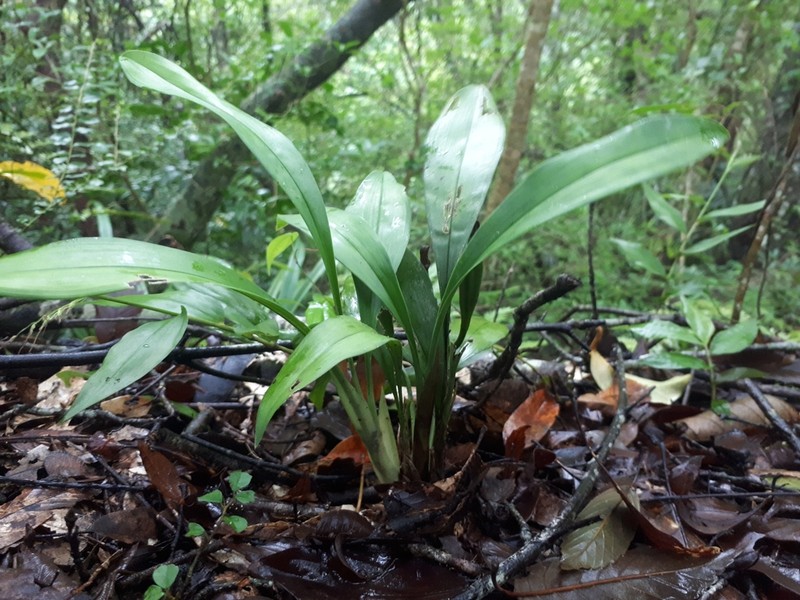 Cymbidium lancifolium photo 7
