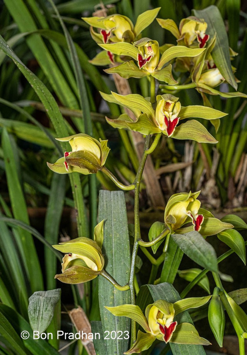 Cymbidium lowianum photo 2