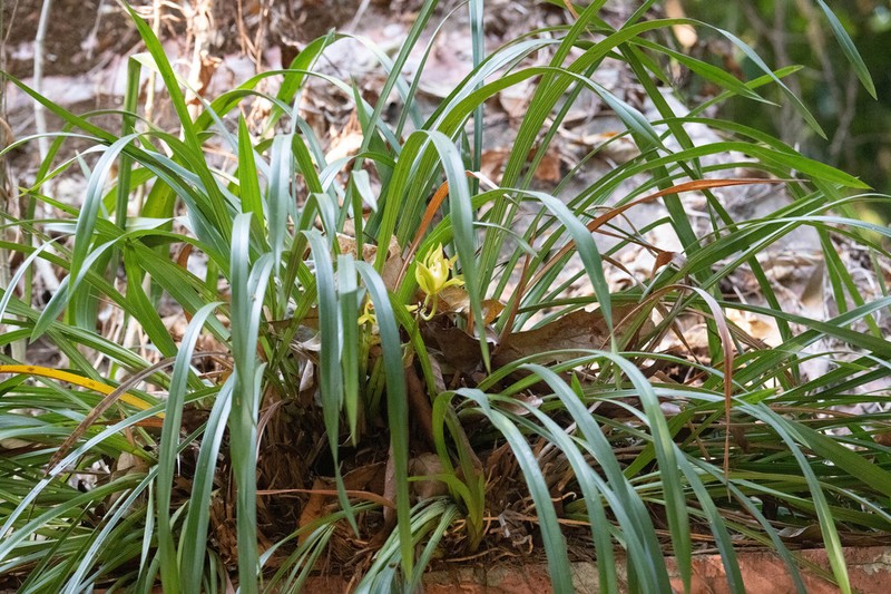Cymbidium lowianum photo 3