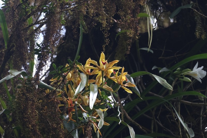 Cymbidium lowianum photo 4