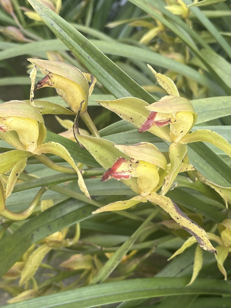 Cymbidium lowianum photo 5