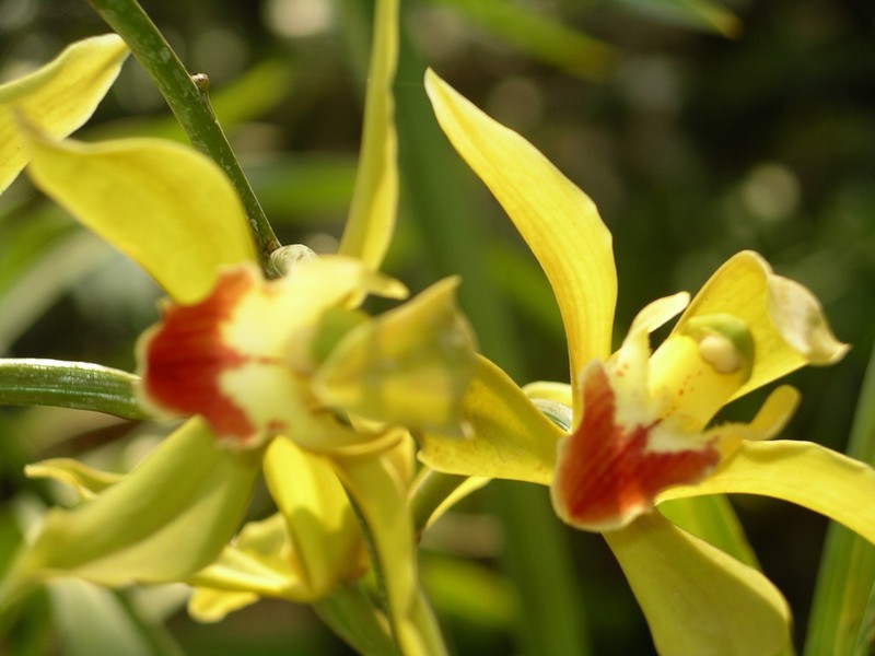 Cymbidium lowianum photo 6