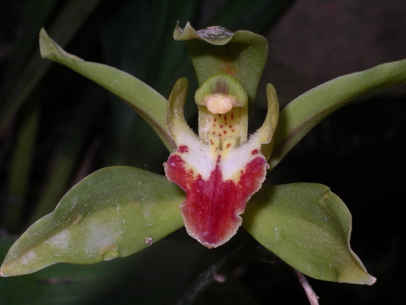 Cymbidium lowianum photo 7
