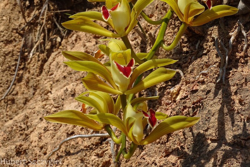Cymbidium lowianum var. lowianum