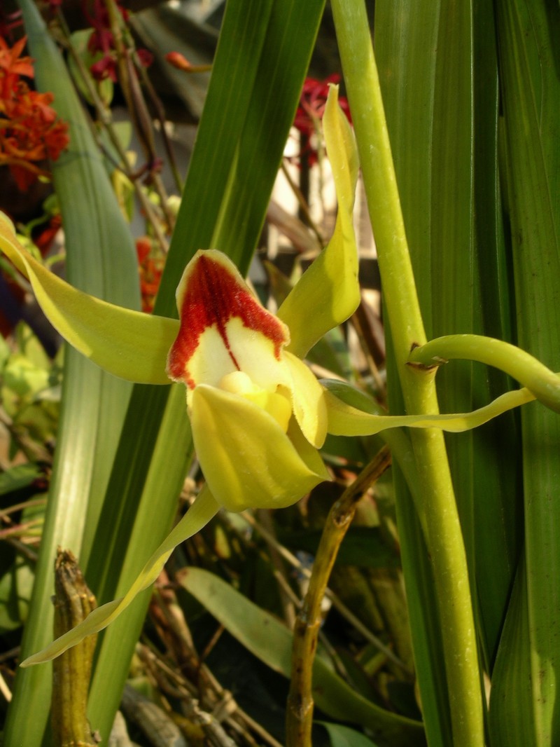 Cymbidium lowianum var. lowianum photo 4