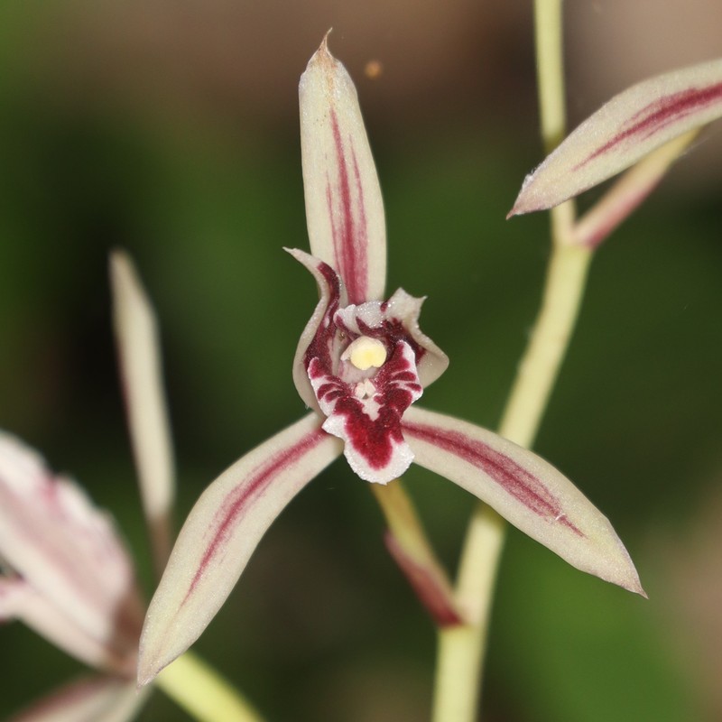 Cymbidium macrorhizon