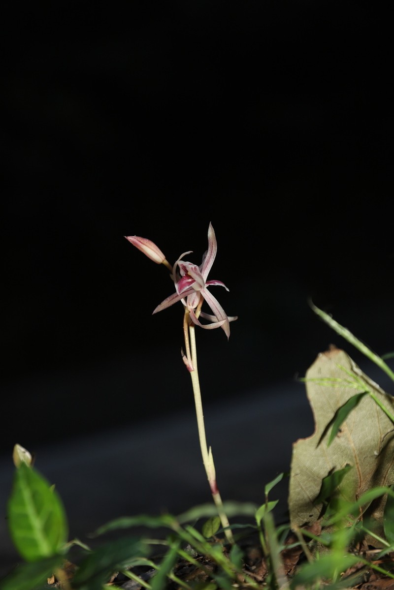 Cymbidium macrorhizon photo 2