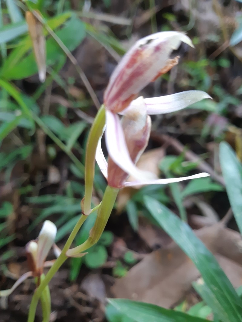 Cymbidium macrorhizon photo 4