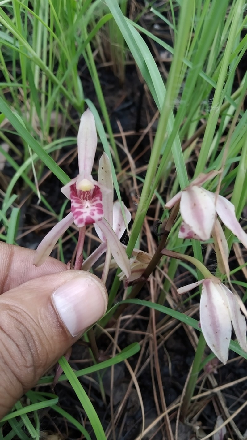 Cymbidium macrorhizon photo 6