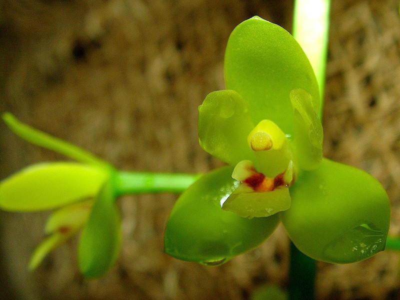 Cymbidium madidum