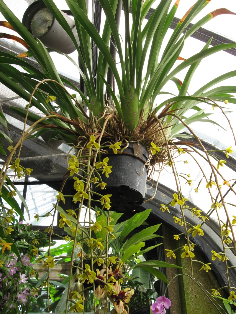 Cymbidium madidum photo 2