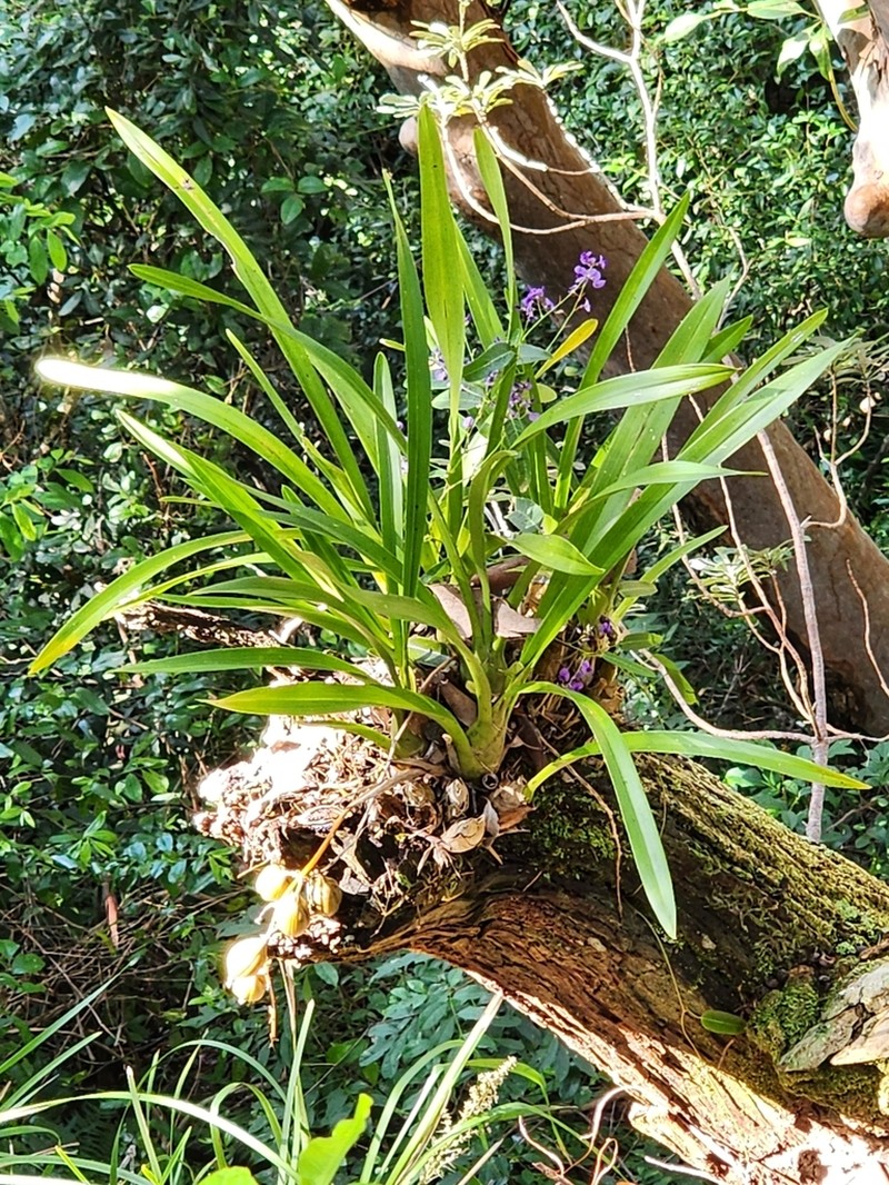 Cymbidium madidum photo 3