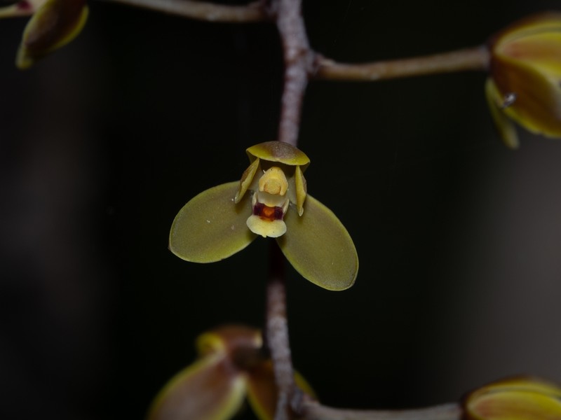 Cymbidium madidum photo 5
