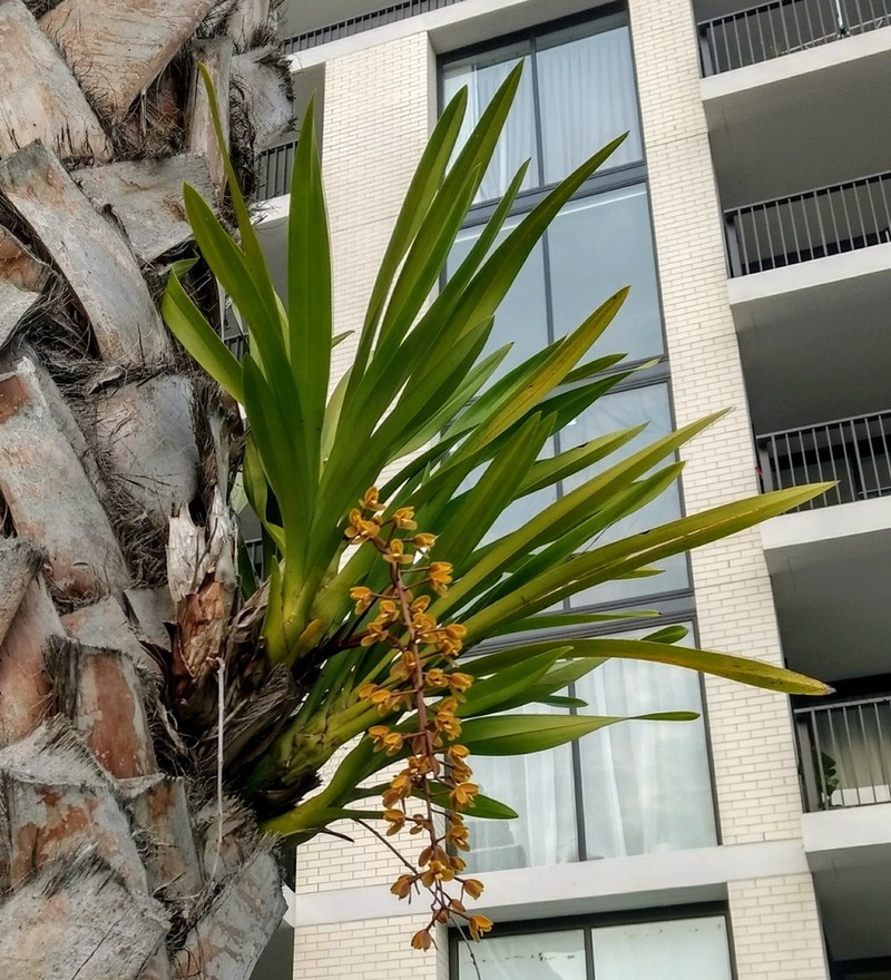 Cymbidium madidum photo 6