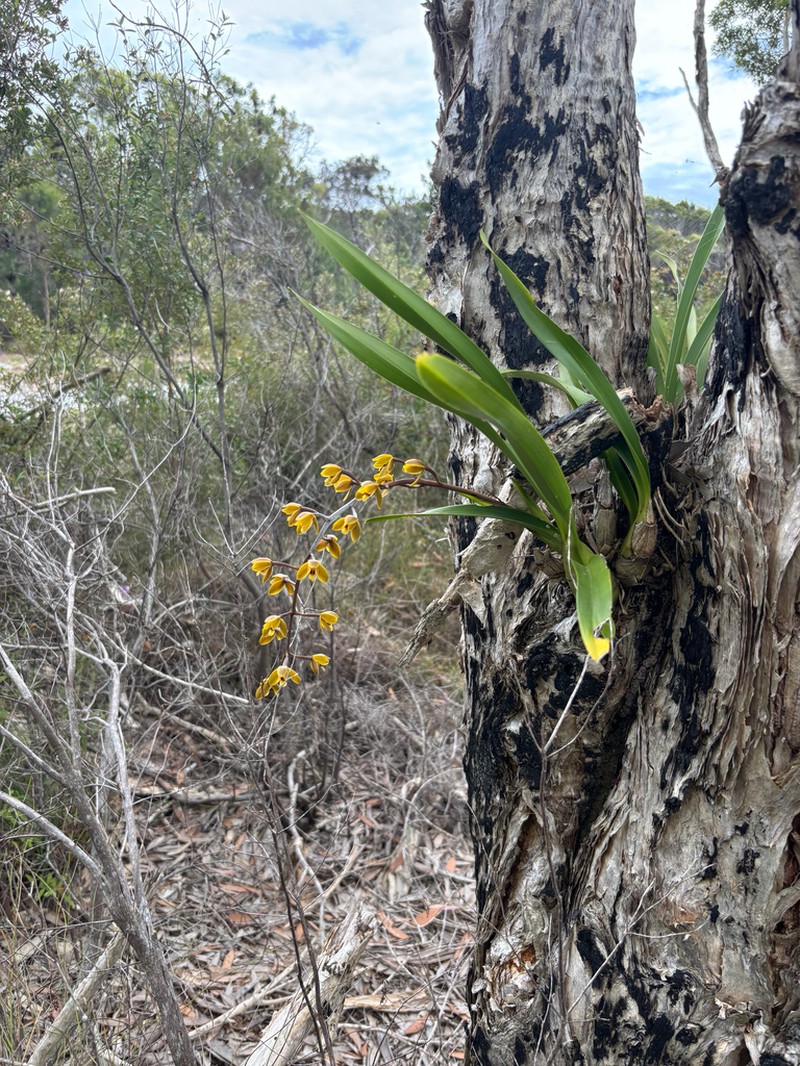 Cymbidium madidum photo 7