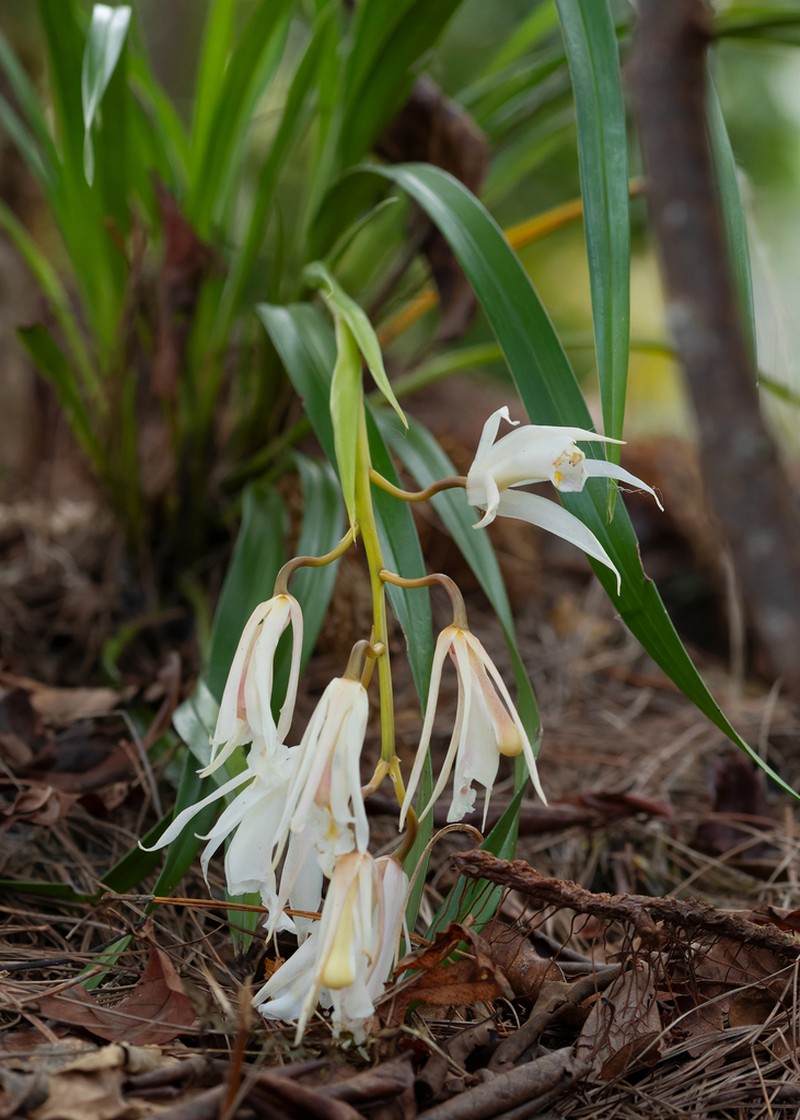Cymbidium mastersii photo 2