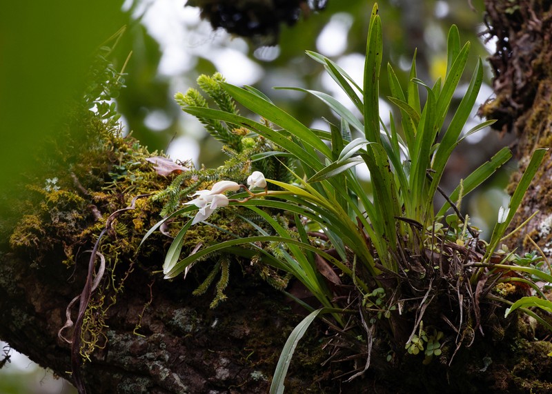 Cymbidium mastersii photo 3