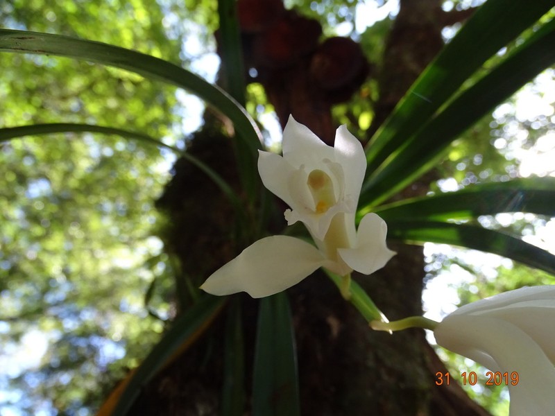 Cymbidium mastersii photo 4