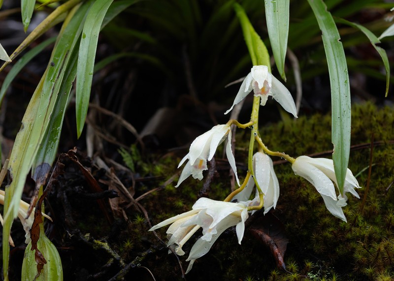 Cymbidium mastersii photo 5