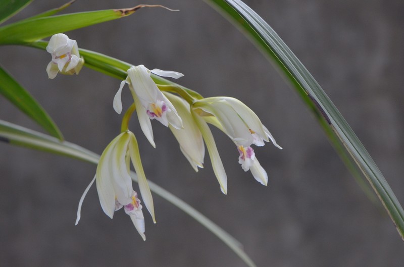 Cymbidium mastersii photo 6