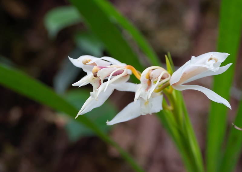Cymbidium mastersii photo 7