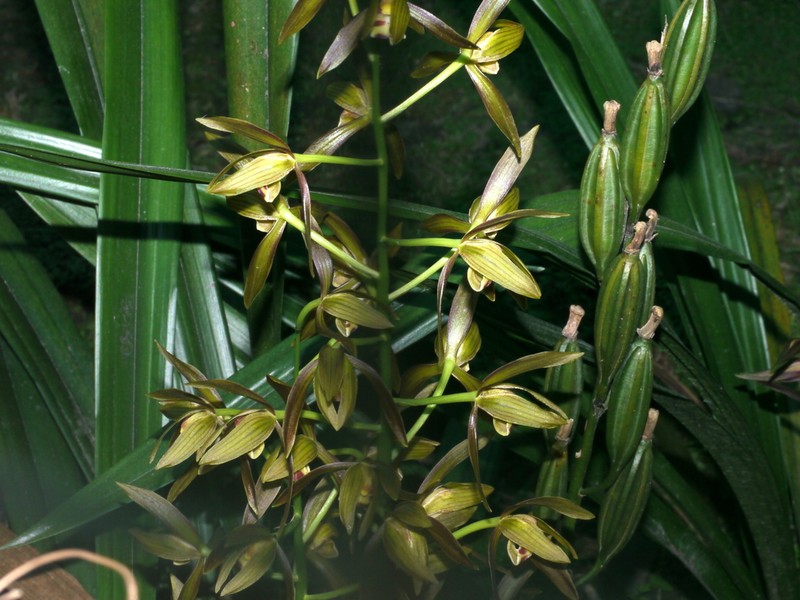 Cymbidium munronianum