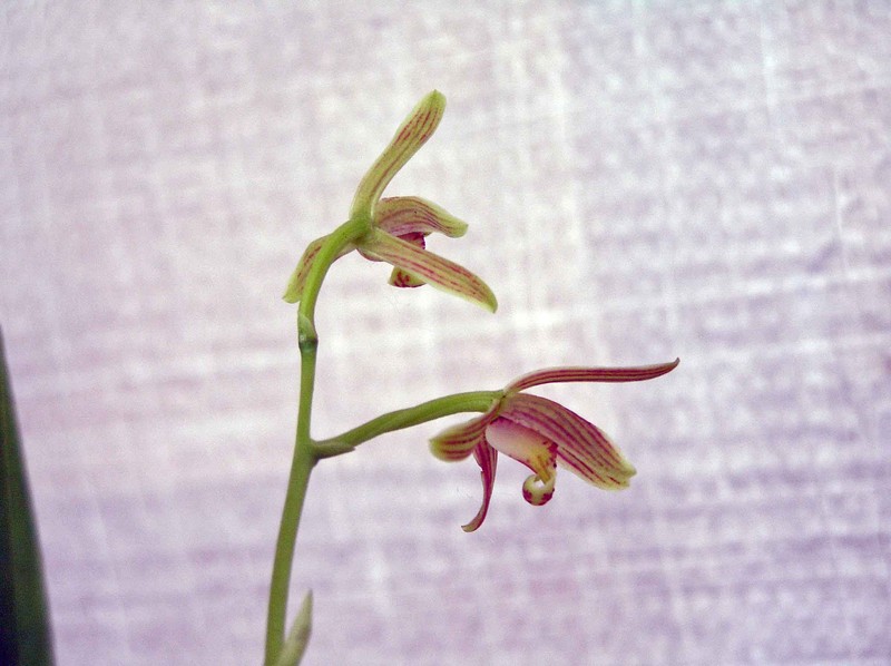 Cymbidium nanulum