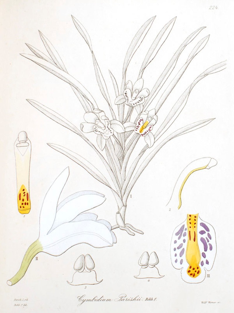 Cymbidium parishii