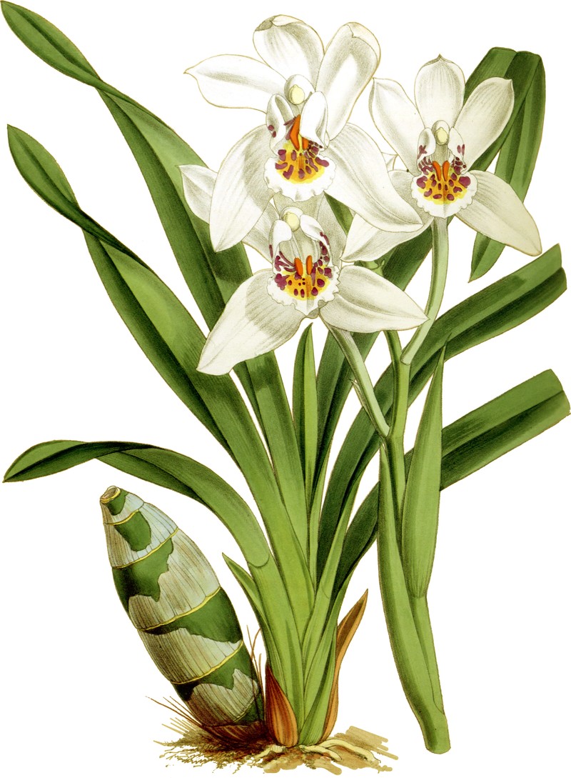 Cymbidium parishii photo 2