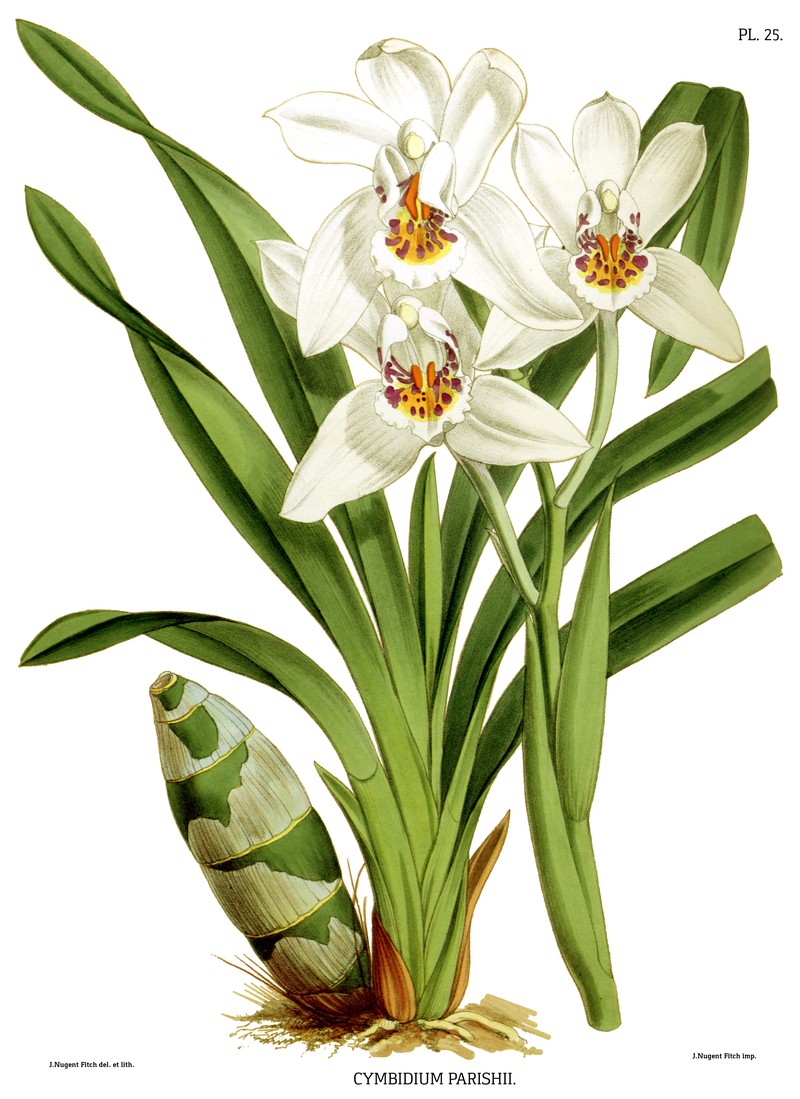 Cymbidium parishii photo 3
