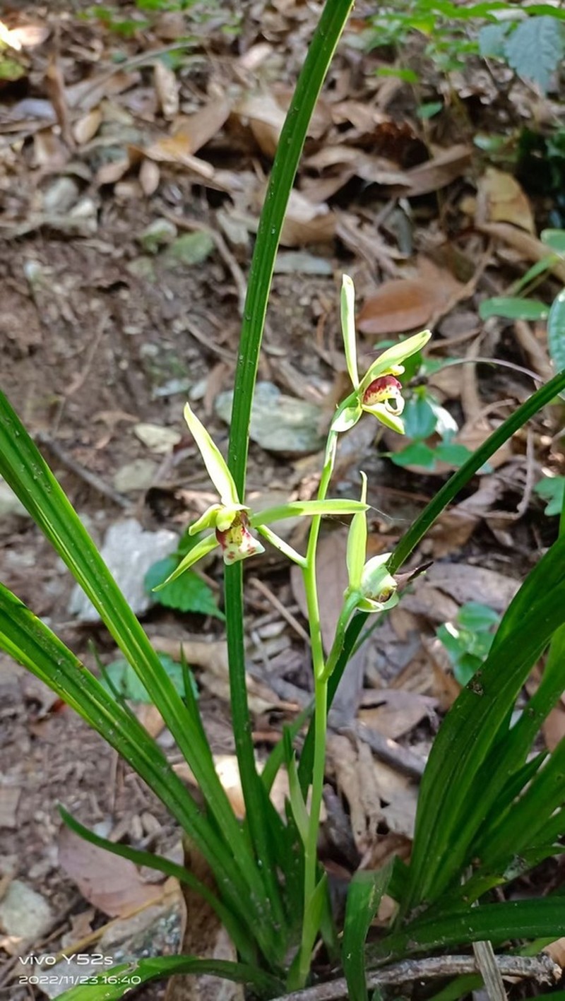 Cymbidium qiubeiense