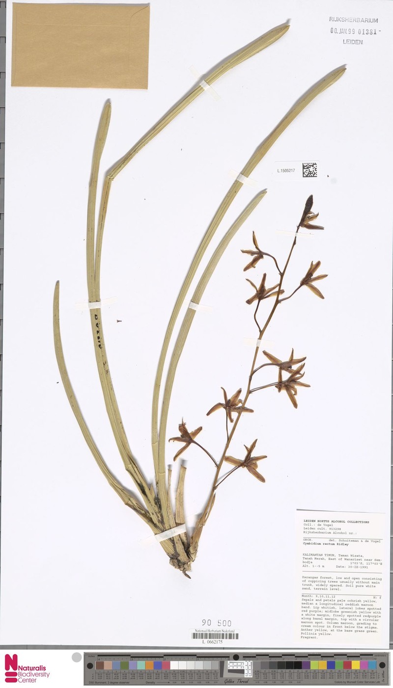 Cymbidium rectum
