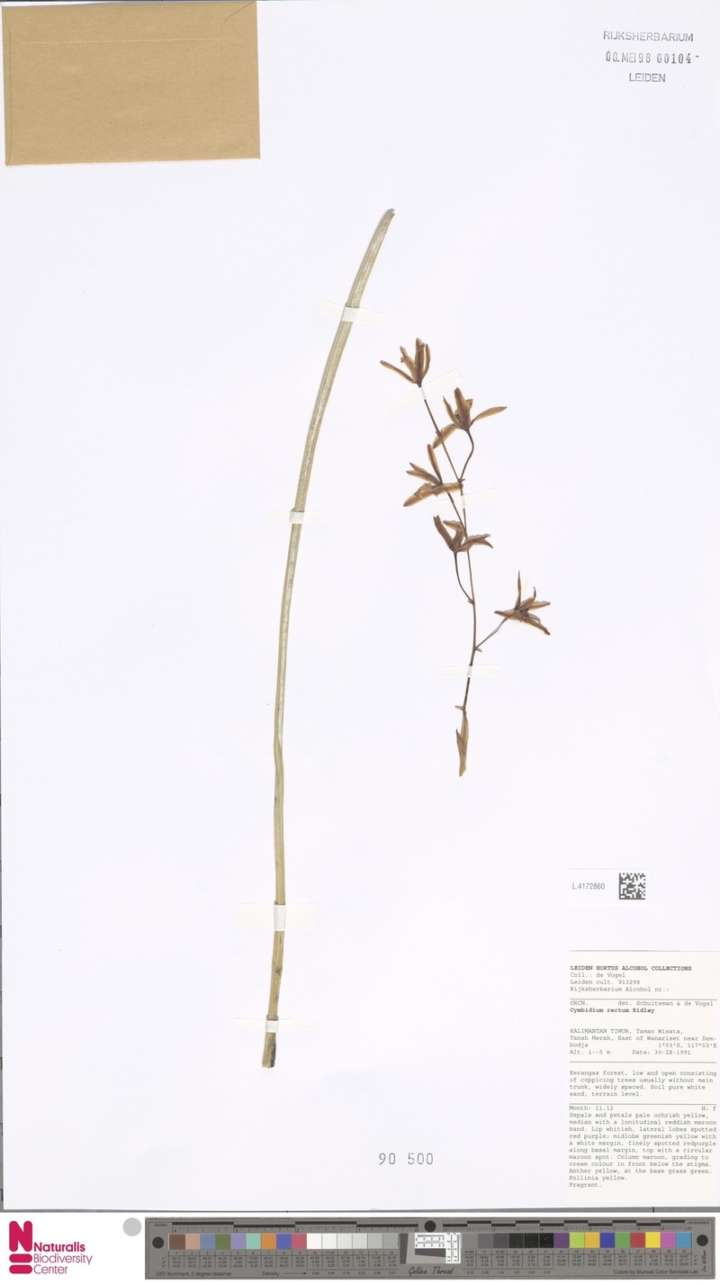 Cymbidium rectum photo 2