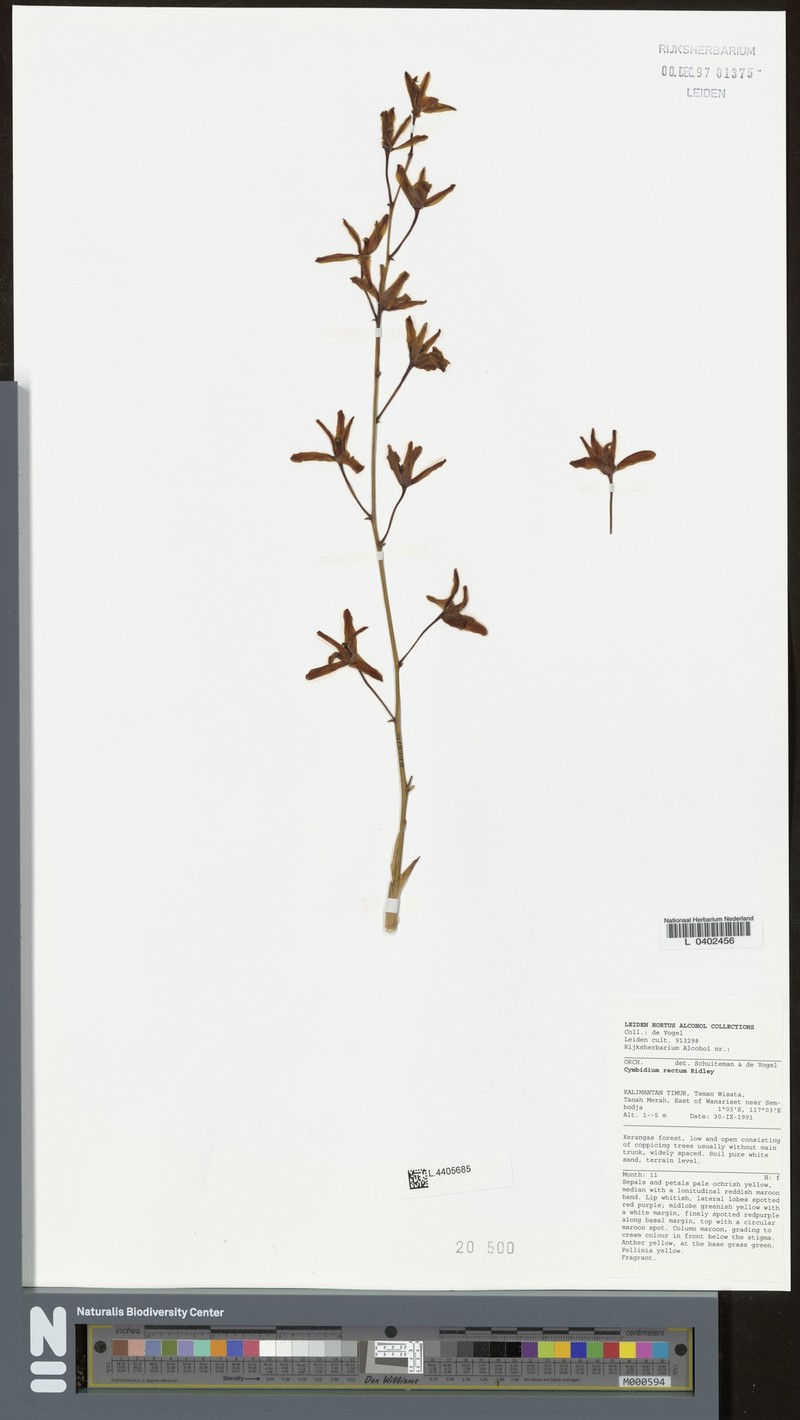 Cymbidium rectum photo 3