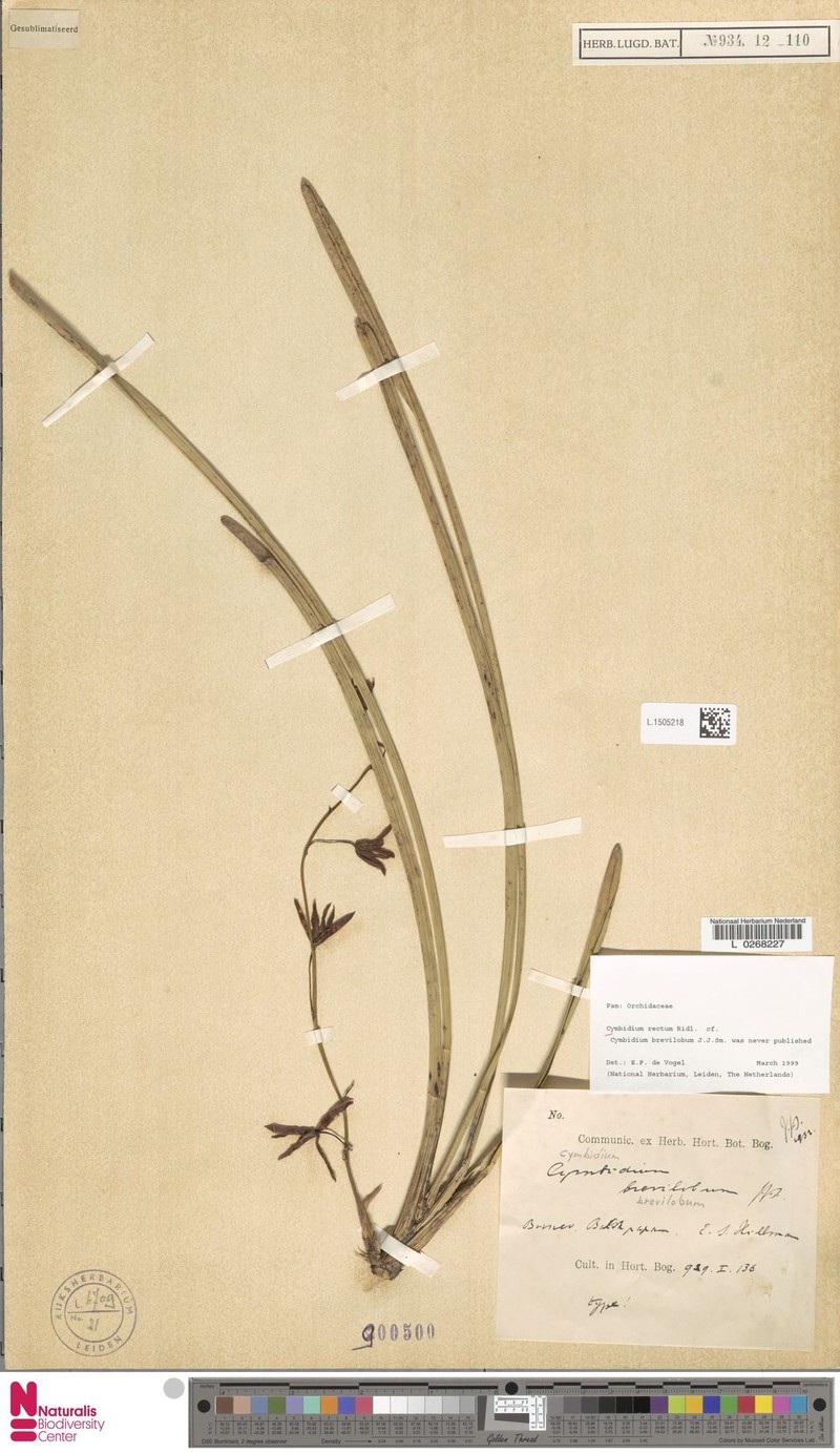 Cymbidium rectum photo 4