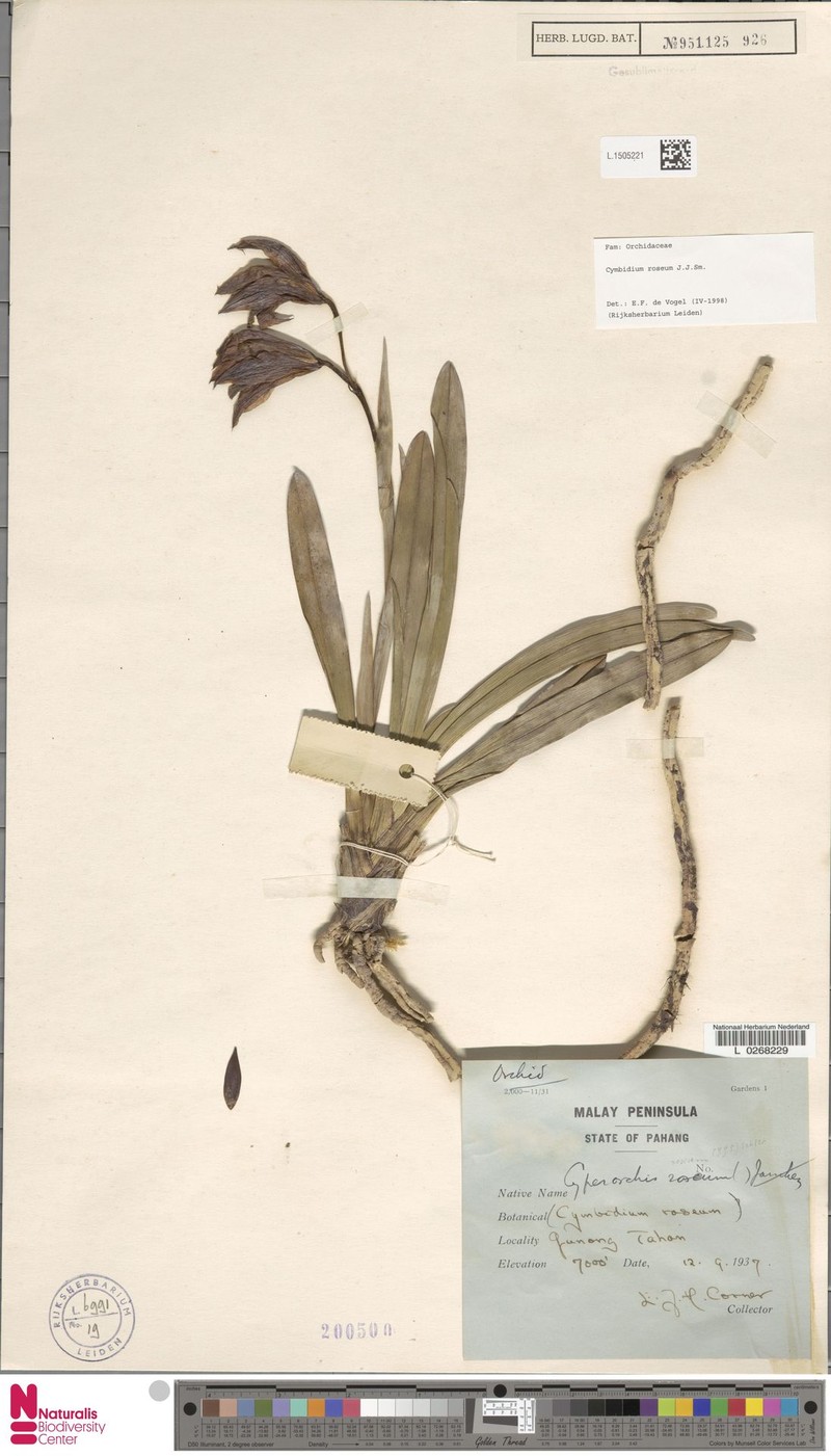 Cymbidium roseum photo 3