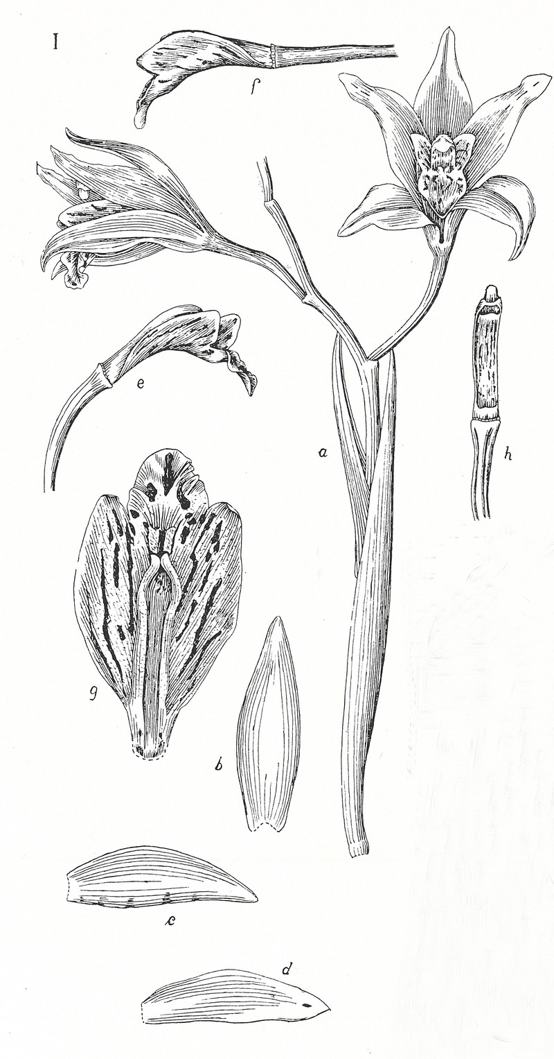 Cymbidium roseum