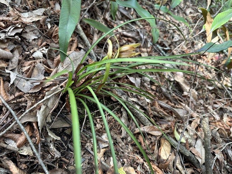 Cymbidium serratum