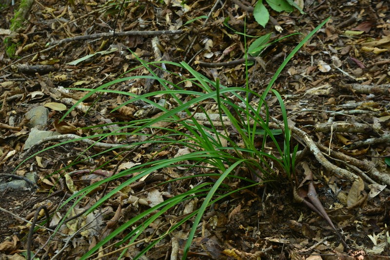 Cymbidium serratum photo 2