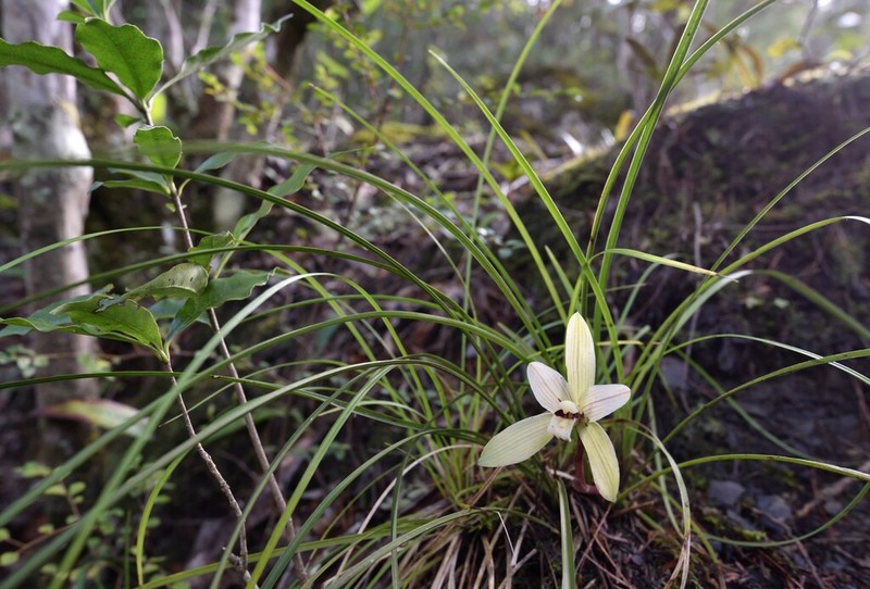 Cymbidium serratum photo 3
