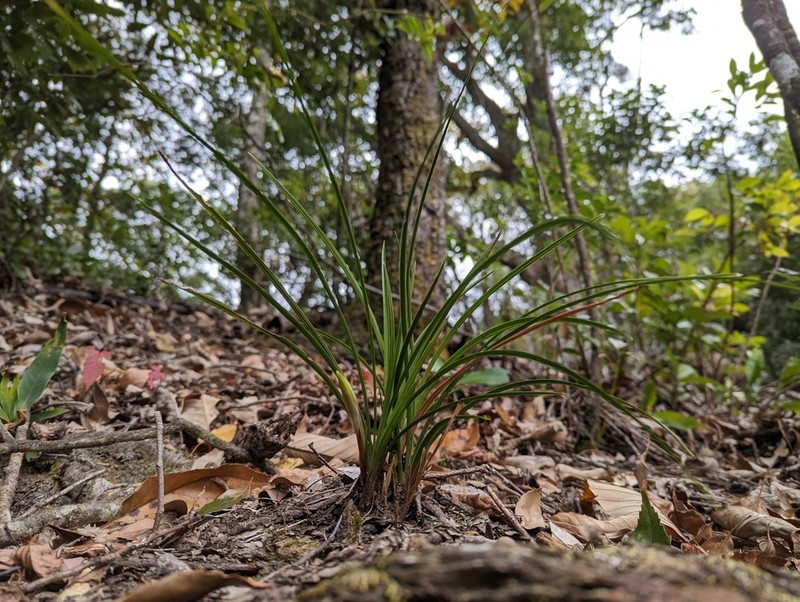 Cymbidium serratum photo 4